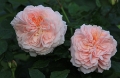 Rosa 'Garden Of Roses 2018 .003